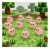 Zawieszka żywiczna Charms Pikselowe świnki Minecraft Kawaii2 sztuki