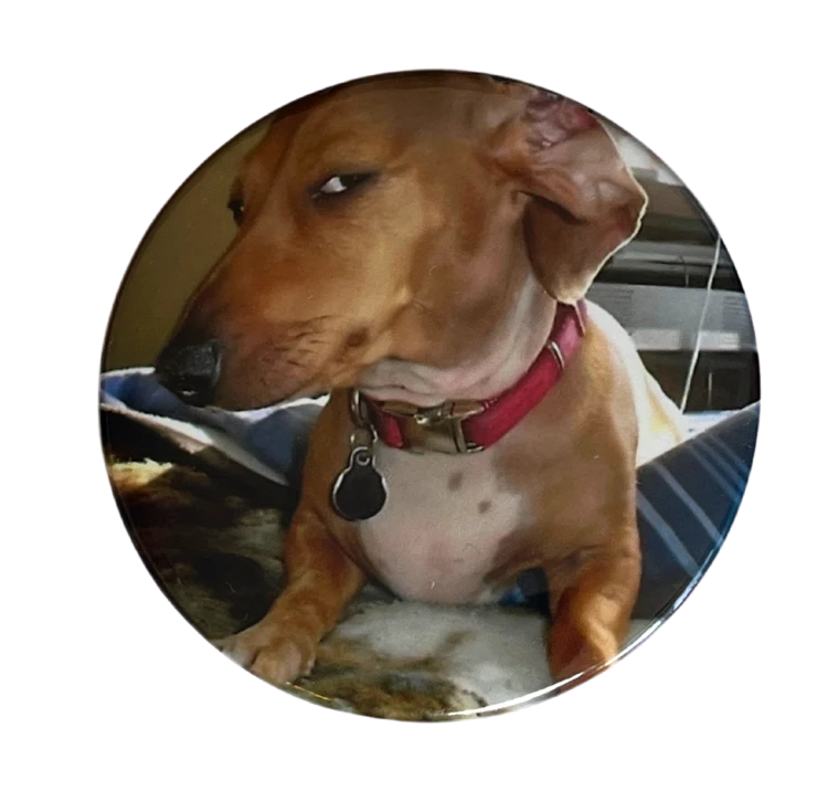 Magnes okrągły na lodówkę Side-eye dog Memy Śmieszne obrazki 58mm