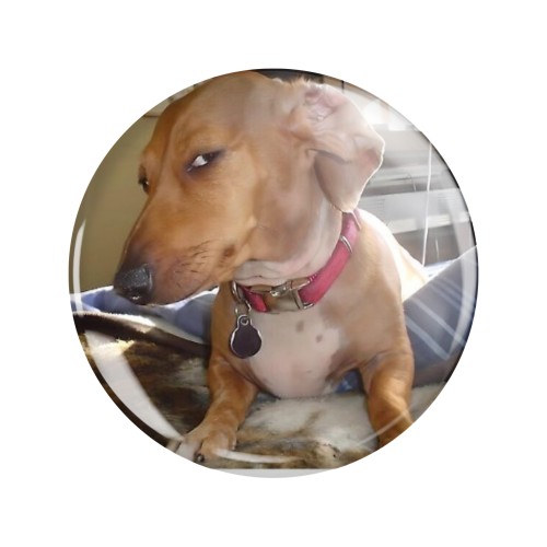 Przypinka button badzik badge Side-eye dog Memy Śmieszne obrazki 58mm