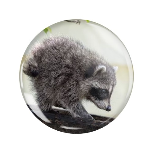 Przypinka button badzik badge Szop krótki Jimothy ver. 1 Memy 58mm