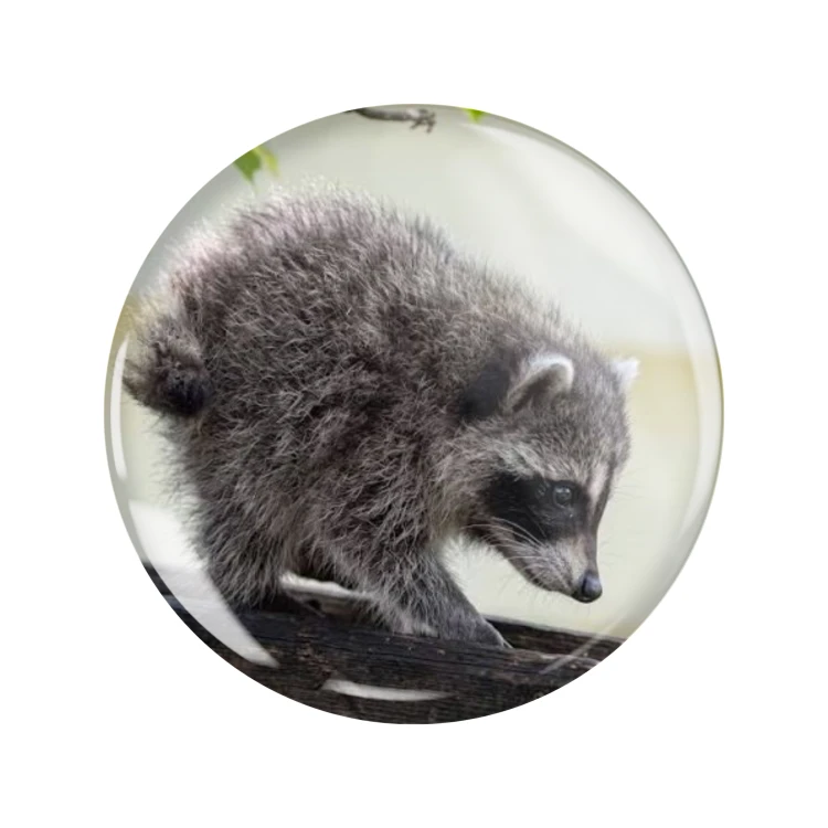 Magnes okrągły na lodówkę Szop krótki Jimothy ver. 1 Memy 58mm