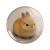 Magnes okrągły na lodówkę wściekły króliczek mad bunny Memy 58mm